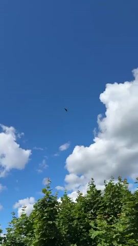 A bird flies across a vast, clear blue sky dotted with fluffy white clouds. The scene transitions to show a landscape of green trees and fields under the same expansive sky.