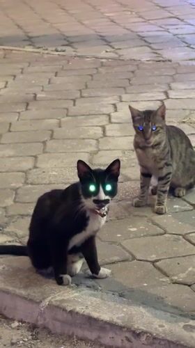 Fethiye street cats doing their thing on a summer evening