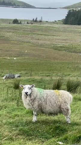 This is a vertical video of a sheep standing in a grassy field. The sheep is white with patches of green and yellow paint on its fleece. It is facing the camera with its mouth slightly open. In the background, there is a large body of water, possibly a reservoir, with a dam visible. Beyond the water, there are rolling hills and a cloudy sky. The overall scene suggests a rural, possibly mountainous landscape. The lighting indicates it is daytime, likely overcast, given the muted colors and diffused light. The sheep appears calm and undisturbed. There are no people visible. The text "00:00" is displayed at the beginning of the video, indicating the timestamp.