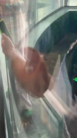 From behind glass, a reddish-brown primate sits on an edge. The enclosure it sits in has lush greenery.