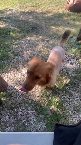 A golden dog with a shaved body and long hair on its head and tail is standing in a grassy and gravelly outdoor area. The dog is looking down and to the left. A person's hand is visible in the foreground, holding a piece of food. The hand reaches out and gently touches the dog's nose. The dog's tail wags slightly. The background shows grass, gravel, and trees. There is a table in the foreground.