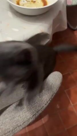 A gray cat with yellow eyes lies on a gray chair under a table covered by a light-colored tablecloth with a floral pattern. The cat is stretching its paws and looking at the camera. A white bowl with remnants of food is on the table. The floor is tiled with reddish-brown tiles. A person's legs are visible in the foreground.