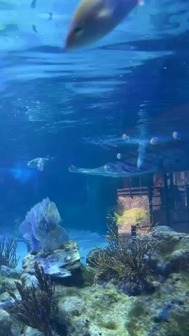 The video displays an underwater scene in a large aquarium tank. Several fish are swimming in clear blue water. In the foreground, a large fish with a blue and yellow pattern on its face swims towards the camera, blurring the image slightly. In the mid-ground, a large stingray glides gracefully through the water. Smaller fish swim above and around the stingray. The background shows artificial coral formations, rocks, and a blurry structure that appears to be part of the aquarium's display. The lighting is bright, illuminating the aquatic life and creating reflections on the water's surface.