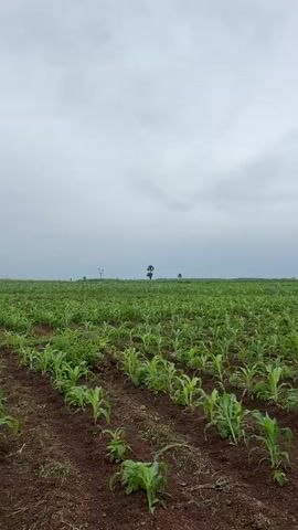The video shows a panoramic view of a rural landscape on an overcast day. The foreground is dominated by rows of young crops, likely corn, planted in dark soil. The plants are a vibrant green, and the rows are neatly tilled. To the right of the frame, there are some patches of taller grass and weeds. As the camera pans to the left, the field of young crops continues, stretching towards a distant treeline. In the middle ground, a few scattered trees are visible, and a lone tall tree stands out against the horizon. Further in the distance, the landscape appears to be a vast expanse of green fields. The sky is filled with heavy, gray clouds, suggesting the possibility of rain. The overall impression is one of agricultural activity and a vast, open countryside. There are no people or animals visible in the video.
