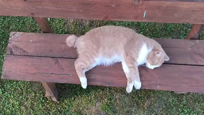 The video shows a light brown and white cat lying on its side on a wooden bench. The cat is sleeping or resting with its head down. The bench is outdoors, with green grass visible around it. The camera is positioned directly above the cat and bench, looking down.