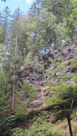 The video shows a forest scene with a rocky cliff face. Tall trees, including pine and deciduous varieties, dominate the landscape. Sunlight filters through the dense foliage, creating a dappled effect. The ground is covered in moss and leaf litter, with some fallen branches visible. The overall impression is one of a wild and untouched natural environment.