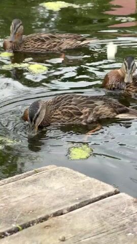 The video shows a close-up view of three mallard ducks in and around a body of water next to a wooden dock. The water is rippling and appears to have some green algae or plant matter floating on the surface. The ducks are predominantly brown and gray with some lighter markings. Two ducks are actively splashing and swimming near the edge of the dock, with one duck dipping its head completely underwater. The third duck is further back in the water, facing the camera. The wooden dock is made of weathered planks and shows signs of wear. The lighting suggests it is daytime, possibly overcast.
