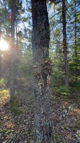 The video shows a tree in a forest. The tree is in the foreground and has a large growth of lichen or moss on its trunk. The sun is shining through the trees in the background, creating a bright lens flare. The ground is covered in leaves and moss. There are other trees visible in the background, creating a sense of depth in the scene.
