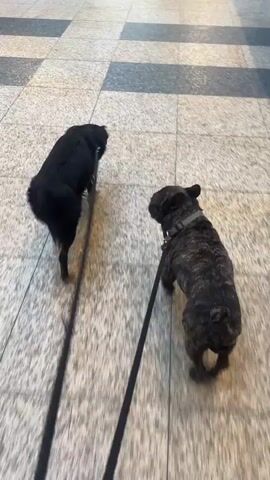 Two dogs are walking on leashes indoors on a tiled floor. The dog on the left is black and appears to be medium-sized with a long tail. The dog on the right is a brindle French Bulldog. They are walking away from the camera. The floor has a pattern of light and dark square tiles. There are shadows on the floor.