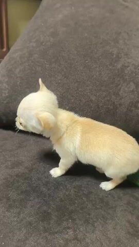 A tiny, light-colored Chihuahua puppy stands on a brown, textured cushion next to a colorful crocheted rope toy. The puppy has short fur, erect ears, and a small tail. It appears to be observing something to its left. In the background, a portion of wooden furniture is visible. The room is slightly blurred.