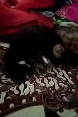 The video shows two cats. One cat is black with white markings on its chest and paws. The other cat is brown and tan with tabby markings. The black cat is grooming the brown and tan cat. The cats are lying on a patterned blanket. The blanket is red and green.