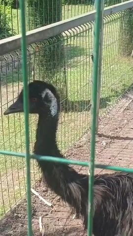 The video shows two emus behind a green metal fence. The emu on the left is facing left and looking towards the camera. It has black feathers and a white patch of feathers on its neck. The emu on the right is facing away from the camera and walking to the right. The ground is covered in dirt and some white sticks. There is a green fence in the foreground and a metal fence with a green top in the background. Trees and grass are visible beyond the background fence. The lighting suggests it is daytime.