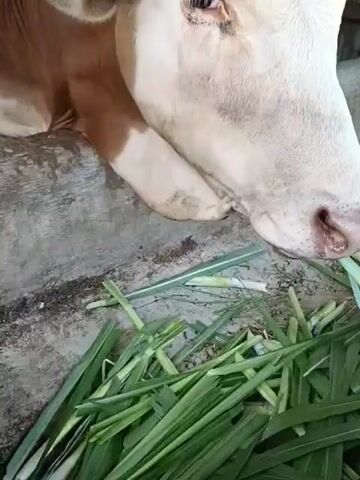The video shows a brown and white cow eating green grass in an enclosed area. The cow has small horns and a pink nose. The grass is scattered on the ground, and the cow is focused on consuming it. The setting appears to be a pen or barn with a concrete floor. The camera is close to the cow, providing a clear view of its head and the grass it's eating.