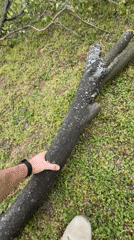Person examines fallen tree branch in Sofia park