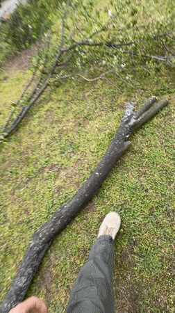 Person examines fallen tree branch in Sofia park