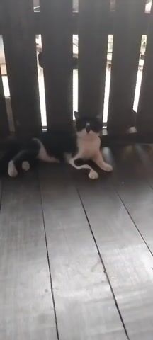 A black and white cat is lying on a wooden floor. The cat is in the middle of the frame. The background is dark with some vertical lines of light. The image is blurry.
