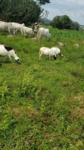 A flock of sheep and cattle graze on a grassy hillside. A person is visible in the background, tending to the livestock. The environment is lush and green, with trees and vegetation abundant. The animals appear to be peacefully grazing in the pastoral setting.