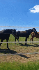 Horses graze in sunny pastures in Crauthem, Luxembourg