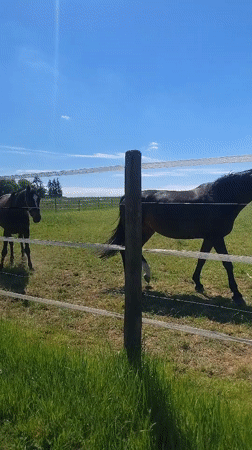 Horses graze in sunny pastures in Crauthem, Luxembourg