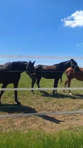 Horses graze in sunny pastures in Crauthem, Luxembourg
