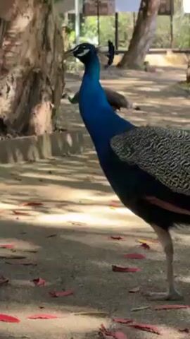 The video shows a peacock walking to the left of the frame on a shaded concrete surface covered with red leaves. The peacock has a bright blue neck and a gray and black patterned back.  Behind it, out of focus, is another peacock.  In the background, there is a wooden fence, trees, and a metal cage-like structure.