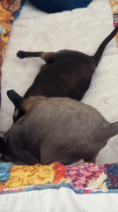Siamese cat documented in multiple indoor settings in Ramat Gan