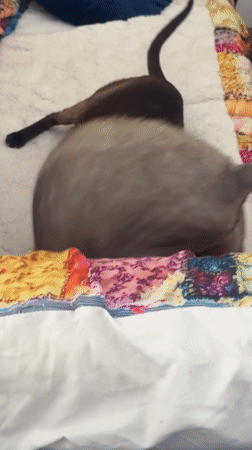 Siamese cat documented in multiple indoor settings in Ramat Gan