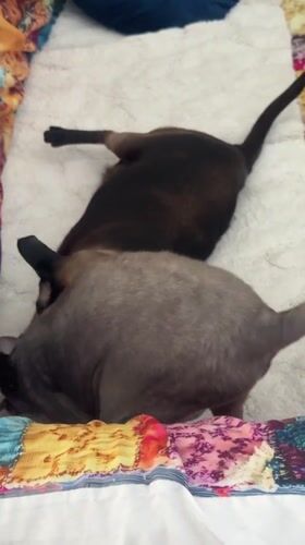 Siamese cat documented in multiple indoor settings in Ramat Gan
