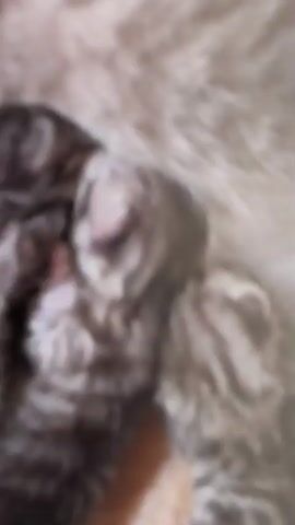 A close-up, blurry video captures a brown and white striped cat nestled among what appear to be kittens. The cat's fur is long and fluffy. The kittens are tiny and have similar striped markings to the cat. The scene is dimly lit and the focus is on the animals.