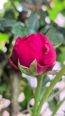 The video shows a close-up, shallow depth of field, view of a rose bush. The focus shifts between a fully formed red rose bud and smaller, less developed buds. The rose stem is visible, covered in sharp thorns. The background is a blur of green leaves.