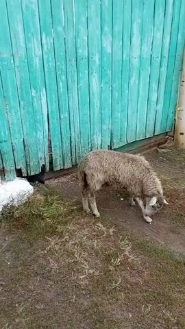 A fluffy sheep with light brown wool and a white face is seen grazing near a weathered teal wooden fence. The ground is dirt and sparse dry grass. Another sheep, identical in appearance, is visible in the background to the left, and a darker sheep, possibly black, is partially visible behind the first sheep. The scene appears to be outdoors in a rural setting.