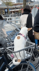 Amsterdam street scenes: dogs, ferries, souvenirs documented Sunday afternoon