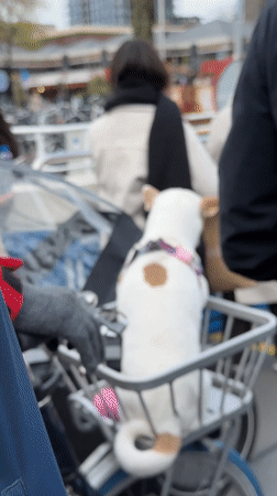 Amsterdam street scenes: dogs, ferries, souvenirs documented Sunday afternoon