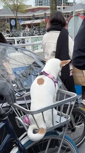 Amsterdam street scenes: dogs, ferries, souvenirs documented Sunday afternoon