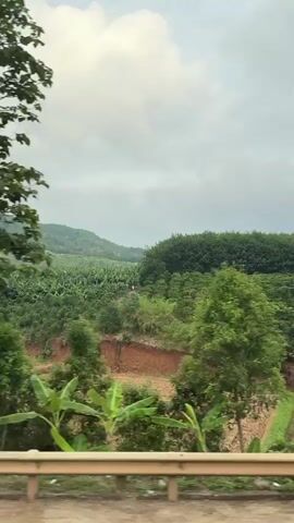 The video depicts a lush, green landscape. In the foreground, there are various trees and banana plants, with a metal guardrail visible along a road or pathway. Beyond the immediate foreground, a dense, hilly terrain extends into the distance, covered in more trees and foliage. The sky overhead is overcast with gray clouds, casting a soft light over the scene. There is a sense of depth and perspective in the landscape, with the hills appearing progressively fainter as they recede into the distance. The video appears to be taken from a moving vehicle.