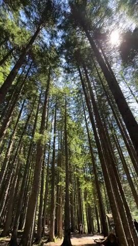 The video shows a low-angle perspective looking up at a dense forest of tall, slender evergreen trees. Sunlight streams through the branches and canopy, creating bright spots and dappled light on the forest floor. The sky is visible through the gaps in the trees, appearing bright and blue with some sunlight directly in the frame. The scene is static with no visible movement or activity within the forest itself.