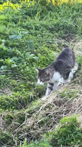 A tabby and white cat walks through tall green grass and dry brush. The cat is walking from left to right in the frame. It stops and sniffs the ground.