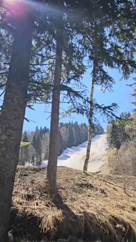 The camera is positioned at the edge of a forest, looking up at a mostly snow-covered ski slope on a bright, sunny day. Three trees are prominent in the foreground, framing the scene. Two of them are slender birch trees, while the other is a larger evergreen. The ground at the base of the trees is covered in dry leaves and fallen branches. The ski slope is predominantly white, with patches of brown earth showing through where the snow has melted. The slope is bordered by a dense forest on both sides, with evergreen trees dominating the landscape. The sky is a clear blue, with a few wispy clouds barely visible. The angle of the shot is looking upwards, emphasizing the steepness of the ski slope.