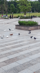 School children play with pigeons in Chongqing plaza