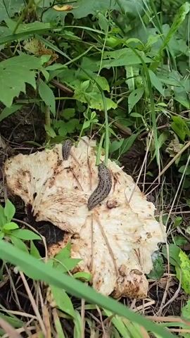 A close-up shot shows two slugs on a large, decaying white mushroom. The slugs are grey with dark spots and are moving across the mushroom's surface. The mushroom is surrounded by green foliage and appears to be on the forest floor. The lighting suggests it is daytime.