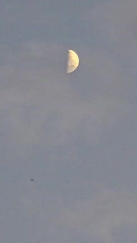 A video clip shows a crescent moon in a pale blue sky. The moon is partially obscured by clouds, but its illuminated portion is clearly visible. A small, dark object, possibly a bird or an insect, flies across the frame in the lower left quadrant of the image. The sky is mostly clear with some wispy clouds. The lighting suggests it is either early morning or late evening. The video is shot vertically.