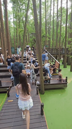 Visitors observe ducks in algae-covered swamp at Lin'an wetland