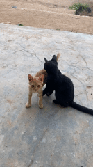 Children dance while cats lounge in Riyom, Nigeria community gathering