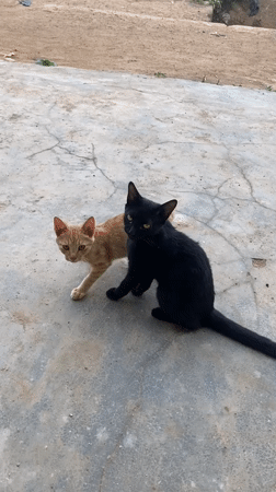 Children dance while cats lounge in Riyom, Nigeria community gathering