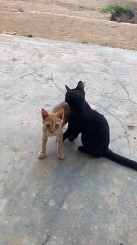 Children dance while cats lounge in Riyom, Nigeria community gathering