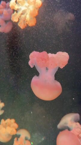 The video shows a collection of jellyfish floating in water. The jellyfish are various shades of pink and orange. The main jellyfish in the center is pink with a rounded bell shape. It has a cluster of pink, textured orbs on top that branch off. The water is filled with tiny particles and has a dark green background.