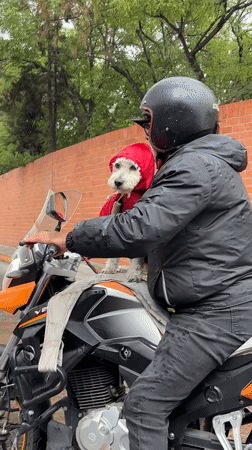Rainy evening scenes captured in Puebla: motorcyclist, dog, delivery truck