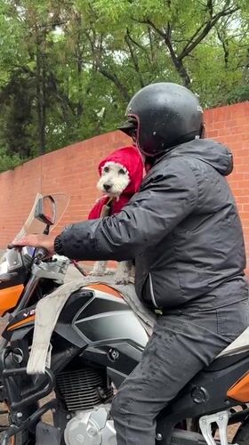 Rainy evening scenes captured in Puebla: motorcyclist, dog, delivery truck