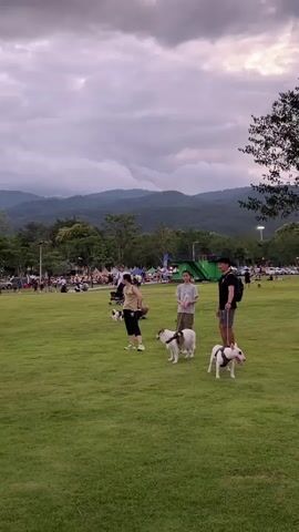 The video shows a wide shot of a grassy park with a group of people and dogs in the foreground. The sky is cloudy and gray, and mountains are visible in the background. There are trees and some structures in the distance, including tents and possibly a stage. The focus is on three people and two dogs. The person on the left is a woman wearing a light-colored top and dark pants, standing with a dog. The person in the middle is a young person wearing a t-shirt and shorts, holding a leash attached to a dog. The person on the right is a man wearing a t-shirt, shorts, and a backpack, also holding a leash attached to a dog. The two dogs are bull terriers. One dog is white with a brown patch on its back, and the other is white with a brown patch on its head. The people and dogs are standing on the grass, and it appears to be a casual outing in a park. In the background, there are many other people scattered throughout the park, some sitting on the grass and others walking. There are also some lights and what look like market stalls. The overall atmosphere seems relaxed and social.