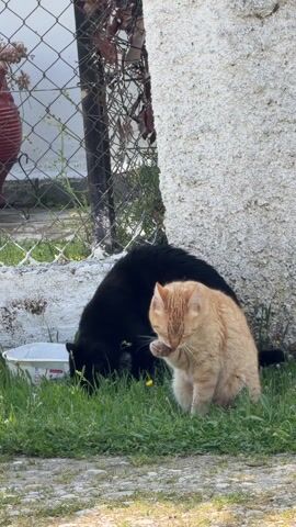 A medium, eye-level shot shows a black cat drinking from a white dish on the grass near a white wall and wire fence, while an orange tabby cat sits upright, licking its paw. The setting appears to be outdoors, possibly in a garden or yard, with green grass and a few small yellow flowers visible. A red clay pot is visible above the fence in the background. The lighting is bright, suggesting a sunny day.